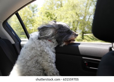 Small Dog Gets Wind Blown Looking Out Moving Car Window 