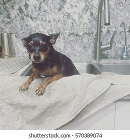 Small Dog Getting A Bath In Kitchen Sink