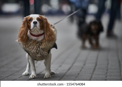 Small dog goes for a walk. cavalier dog