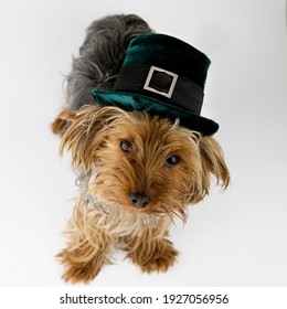 Small Dog In Green Velvet Leprechaun Hat For St. Patrick's Day Isolated On White Background