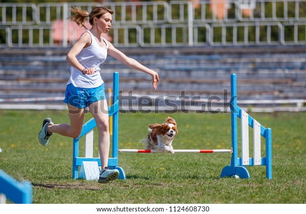 Small dog with handler jumping over hurdle in\
agility competition
