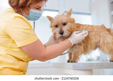 Small Dog Having Check-up At Small Animal Vet Clinic