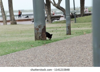 Small Dog Hiding Behind Pole With Leash In The Park