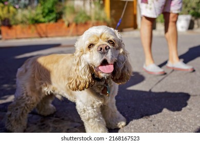 A small dog with his tongue hanging out. It is hot. The owner walks her on a leash on the street of a small town, veterinary and home pet care - Shutterstock ID 2168167523
