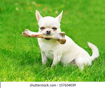 Small Dog Holding Big Bone And Sitting On The Grass