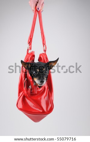Small dog im red women bag
