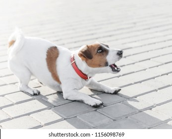 Barking Jack Russell Terrier Images Stock Photos Vectors