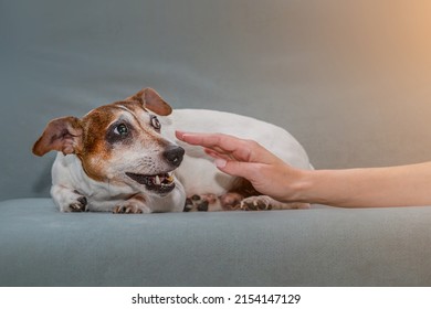 Small Dog Jack Russell Terrier Lying On Sofa And Have Aggression To Owner. Pet Want To Bite Person Hand.