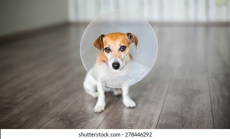 Small dog Jack Russell terrier sitting with vet Elizabethan collar on the gray floor