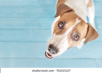 Small dog Jack Russell Terrier asking to go out for walking. A portrait of adorable puppy sitting on wooden flour indoor and looking up to camera. Blue background