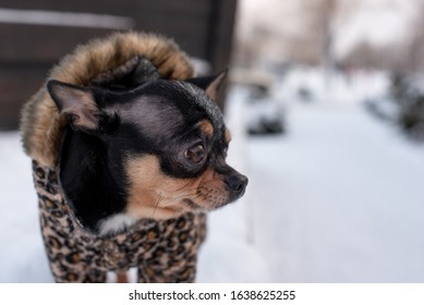 small dog jacket cold in the winter. Chihuahua in winter clothes on a background of snow. Chihuahua. Dog on a walk in the winter. A lot of snow and a dog. Eco fur coat for dogs. Black brown white dog