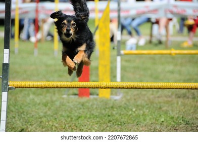 Small Dog Jumping Hurdle, Dog Agility Competition.