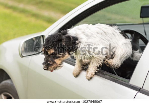 Small Dog Jumping Out Car Window Stock Photo (Edit Now) 1027545067