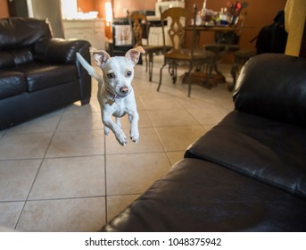 Small Dog Jumping Towards A Loveseat Inside Home