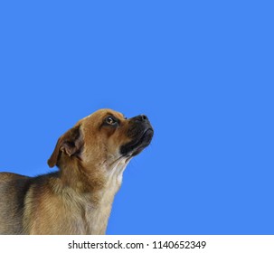 Small Dog Looking Up On Blue Background, Studio