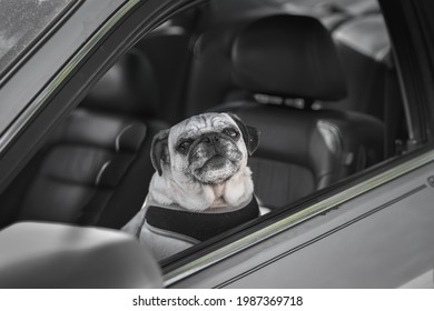 Small Dog Looking Up Out Of Open Window  Of Gray Car