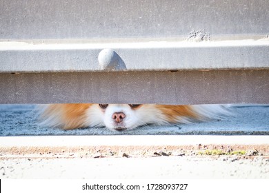A small dog looks out from under the locked gate into the street and barks at passers-by. A little guard dog. Cute Spitz.