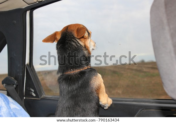 a\
small dog looks out the window while driving a\
car