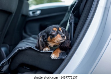 Small Dog Lying Down In The Back Seat Of Car With Pleading Eyes