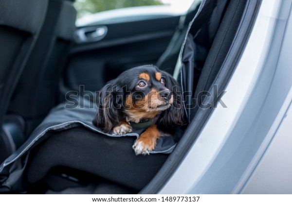 small dog lying down in the back seat of car with\
pleading eyes