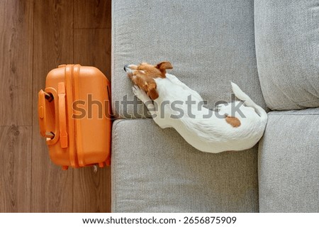 Small dog lying on couch near orange suitcase, top view. Sad pet resting near packed luggage indoors. Jack Russell terrier dog waiting for home leaving. Concept of travel with pet