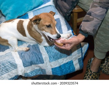 a small dog lying on a sofa and eating a snadwich, concept of spoiled animals