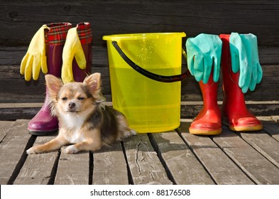 Small dog lying at sunny veranda near items for cleaning and rubber boots