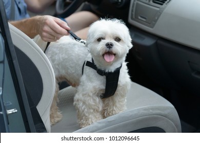 Small Dog Maltese In A Car, His Owner Puts Him A Special Dog Car Harness To Keep Him Safe When He Travels.