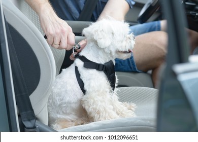 Small Dog Maltese In A Car, His Owner Puts Him A Special Dog Car Harness To Keep Him Safe When He Travels.