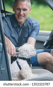 Small Dog Maltese In A Car, His Owner Puts Him A Special Dog Car Harness To Keep Him Safe When He Travels.