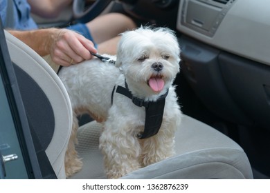 Small Dog Maltese In A Car, His Owner Puts Him A Special Dog Car Harness To Keep Him Safe When He Travels.