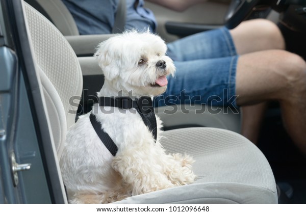 Small\
dog maltese in a car his owner in a background. Dog wears a special\
dog car harness to keep him safe when he\
travels.