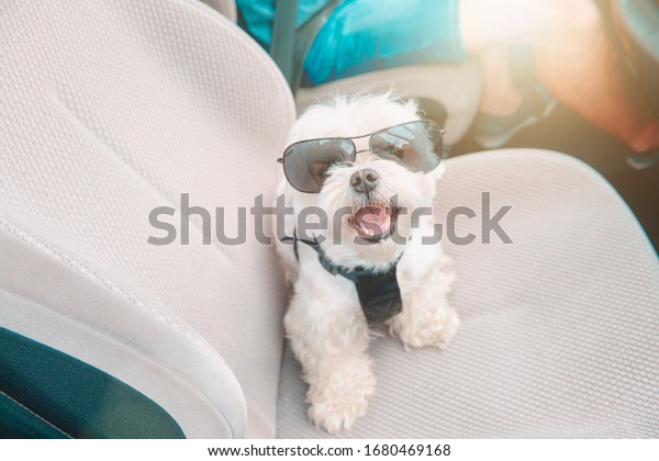 Small\
dog maltese in a car his owner in a background. Dog wears a special\
dog car harness to keep him safe when he\
travels.