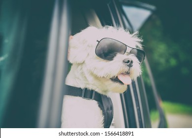 Small dog maltese in a car with open window. Dog wears a special dog car harness to keep him safe when he travels.