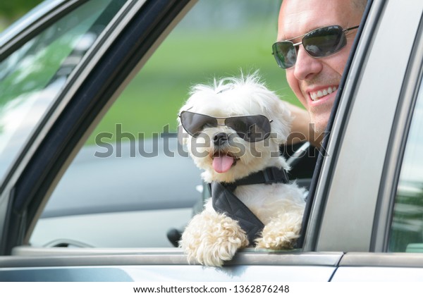 Small dog maltese in a car with open\
window and his owner in a background. Dog wears a special dog car\
harness to keep him safe when he\
travels.