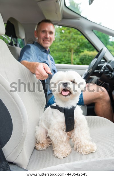 Small dog maltese in a car with open\
window and his owner in a background. Dog wears a special dog car\
harness to keep him safe when he\
travels.