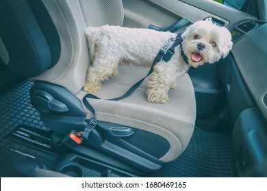 Small Dog Maltese In A Car. Dog Wears A Special Dog Car Harness To Keep Him Safe When He Travels.