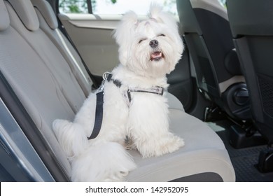 Small dog maltese sitting safe in the car on the back seat in a safety harness