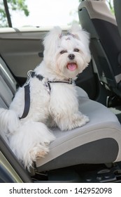 Small Dog Maltese Sitting Safe In The Car On The Back Seat In A Safety Harness