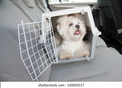 Small dog maltese sitting safe in the car on the back seat in a safety crate