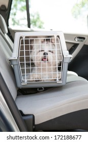 Small Dog Maltese Sitting Safe In The Car On The Back Seat In A Safety Crate