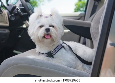 Small Dog Maltese Sitting Safe In The Car On The Front Seat In A Safety Harness