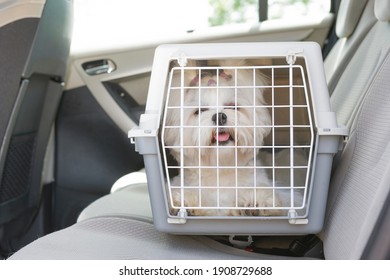 Small dog maltese sitting safe in the car on the back seat in a safety crate