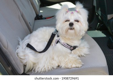 Small Dog Maltese Sitting Safe In The Car On The Back Seat In A Safety Harness