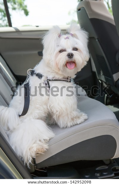 Small dog maltese sitting safe in the car on the\
back seat in a safety\
harness