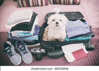 Small dog maltese sitting in the suitcase or bag wearing sunglasses and waiting for a trip