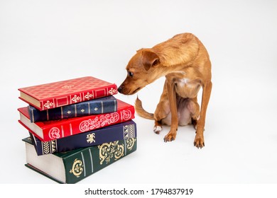 Small Dog And Old Books. Puppy Smelling A Pile Of Books