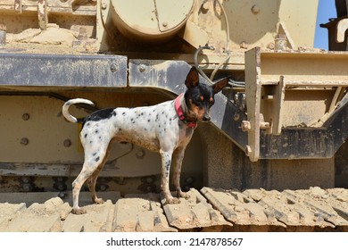 un perro pequeño en una excavadora 