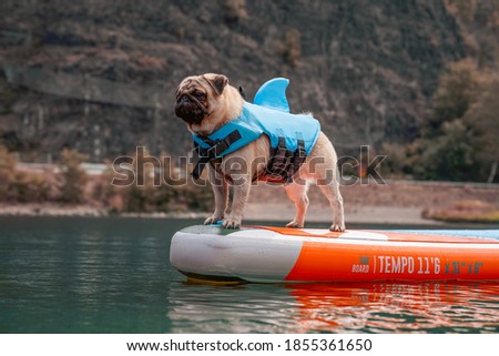 Small dog on paddle board on river. Cute beige pug in shark vest in nature. Dog in life jacket. 