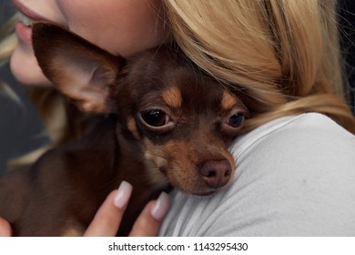 a small dog on a woman's shoulder                                - Shutterstock ID 1143295430